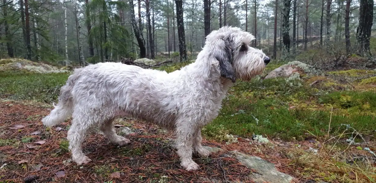 Horsfjärden - Skogspromenad med hunden Myrran